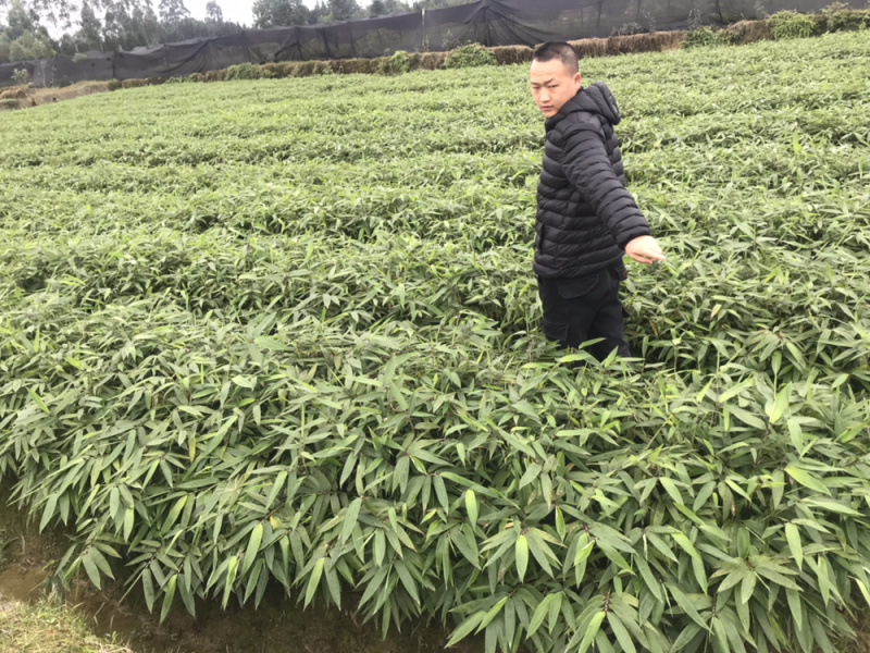 楠竹杯苗（无纺布袋装）一年苗
