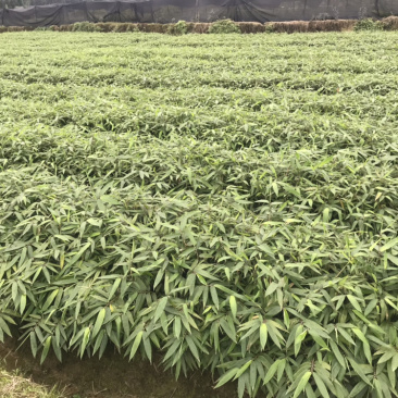 楠竹杯苗（无纺布袋装）一年苗
