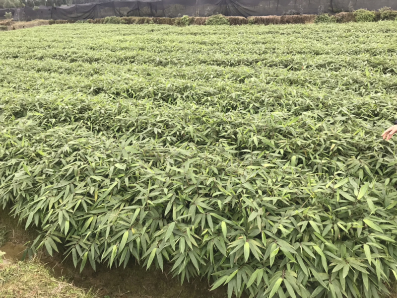楠竹杯苗（无纺布袋装）一年苗