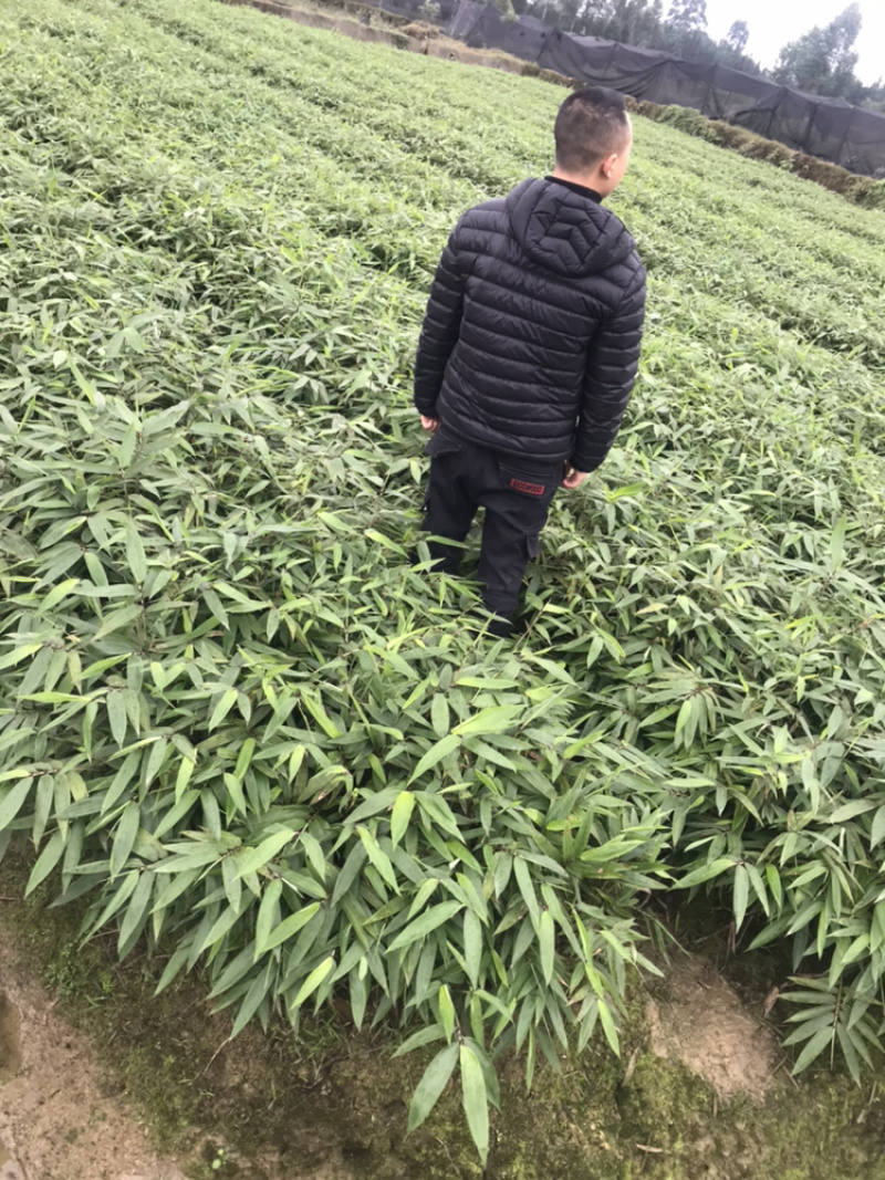 楠竹杯苗（无纺布袋装）一年苗