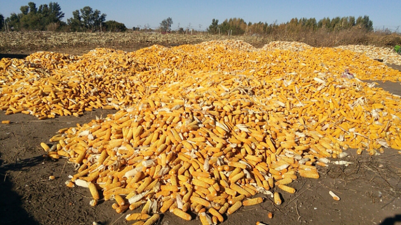兴安盟五千亩水电齐全黑土地出租，（种药材）三年起租