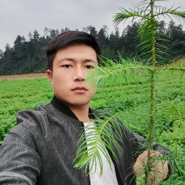 抗寒防旱优质速生红心杉木苗南北方造林绿化水边护坡杉木苗