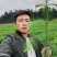抗寒防旱优质速生红心杉木苗南北方造林绿化水边护坡杉木苗