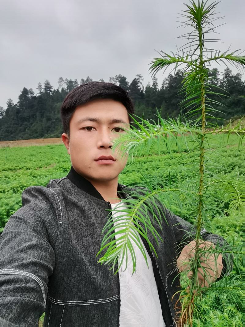 抗寒防旱优质速生红心杉木苗南北方造林绿化水边护坡杉木苗