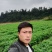 抗寒防旱优质速生红心杉木苗南北方造林绿化水边护坡杉木苗