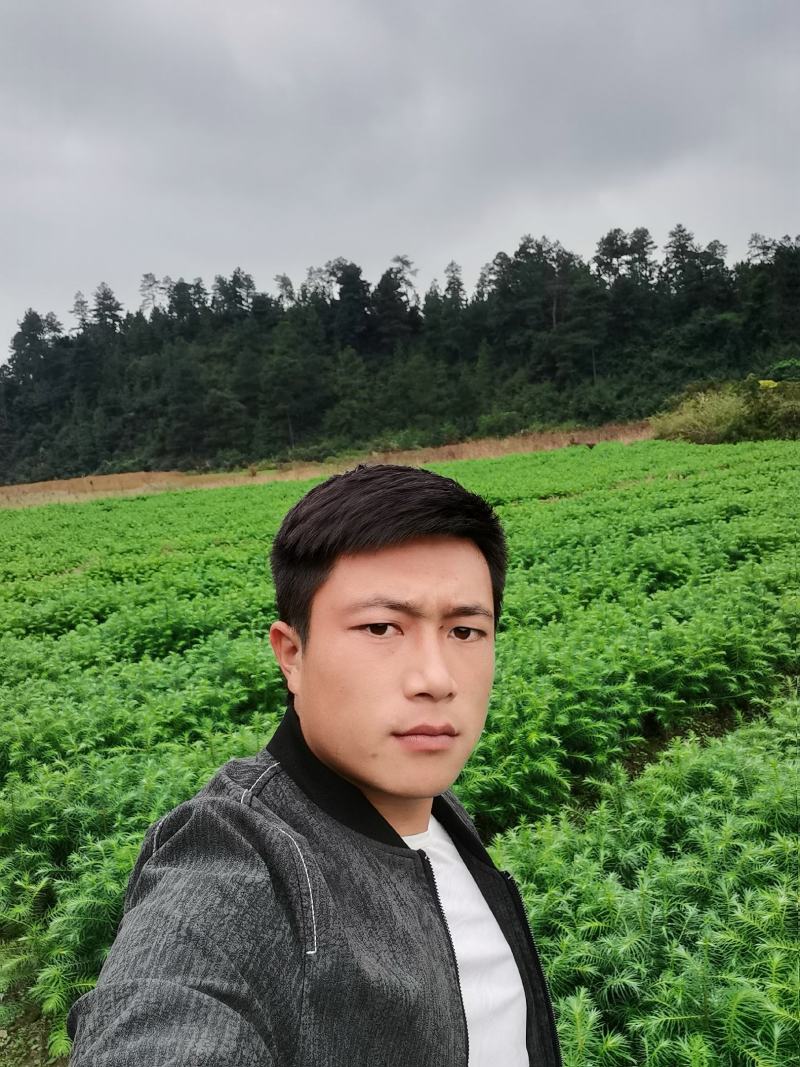 抗寒防旱优质速生红心杉木苗南北方造林绿化水边护坡杉木苗