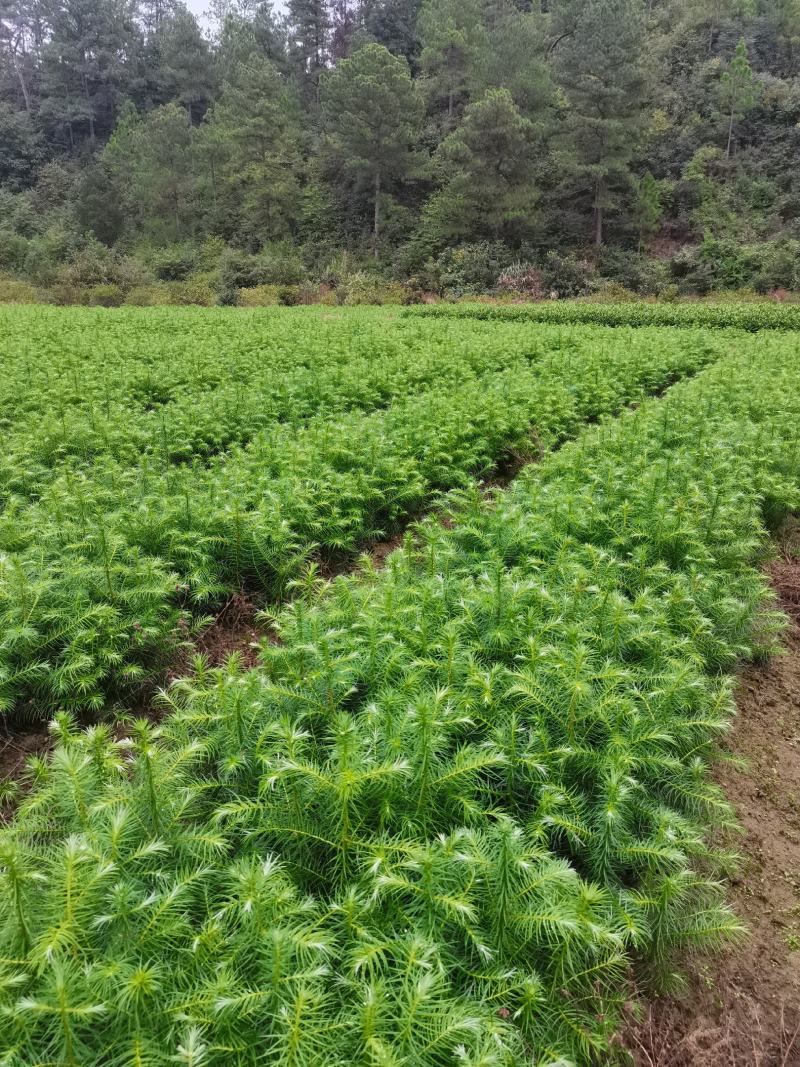 抗寒防旱优质速生红心杉木苗南北方造林绿化水边护坡杉木苗