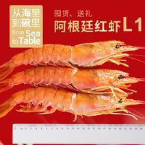 特大阿根廷红虾L1大码，2kg/发冷链