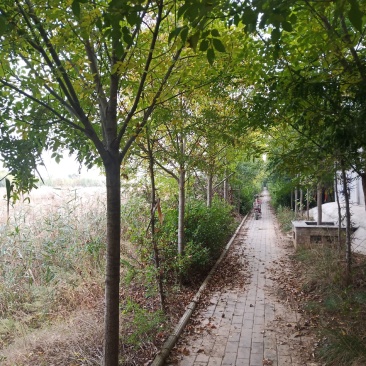 白蜡，速生白蜡。。。