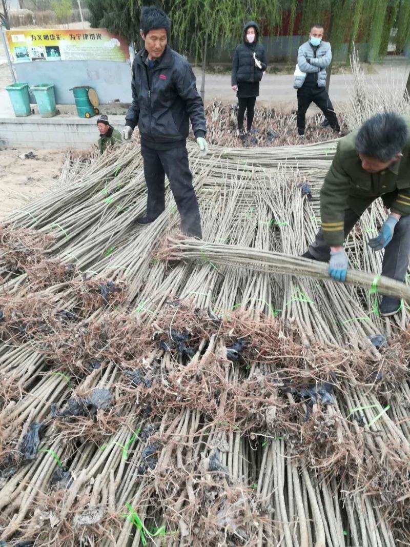 杨树苗、107速生杨，鲁林9号无絮杨基地直供，看货起苗