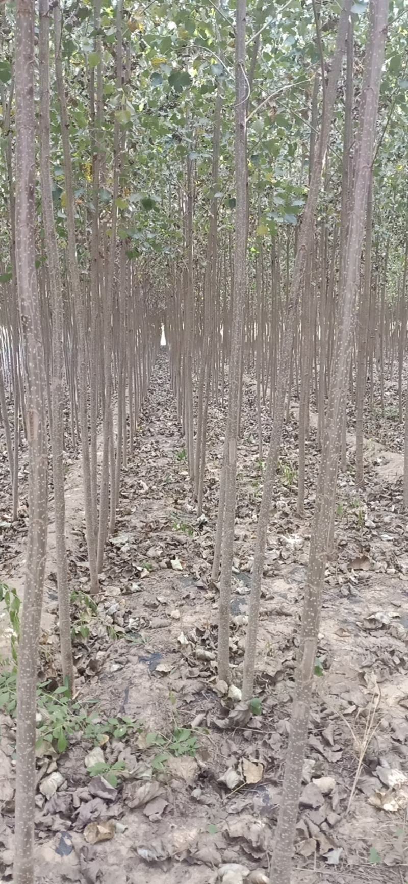 杨树苗、107速生杨，鲁林9号无絮杨基地直供，看货起苗