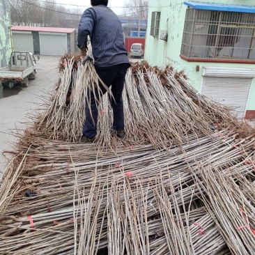 杨树苗、107速生杨，鲁林9号无絮杨基地直供，看货起苗