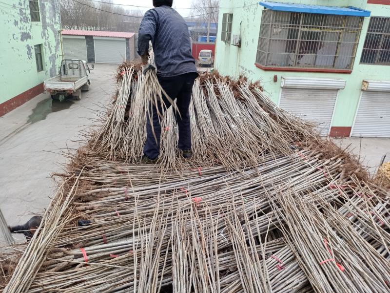 杨树苗、107速生杨，鲁林9号无絮杨基地直供，看货起苗