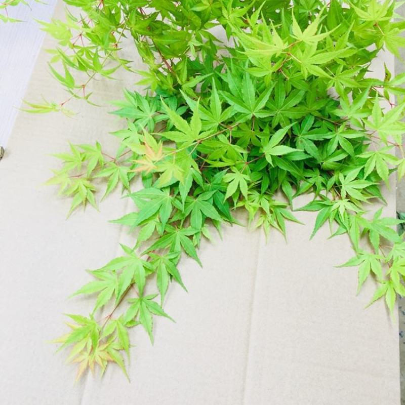 鸡爪槭鸡爪槭树苗鸡爪槭苗鸡爪槭小苗包邮发货！
