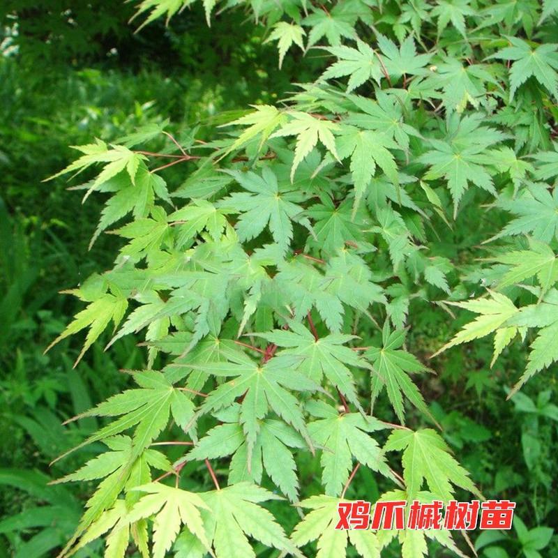 鸡爪槭鸡爪槭树苗鸡爪槭苗鸡爪槭小苗包邮发货！