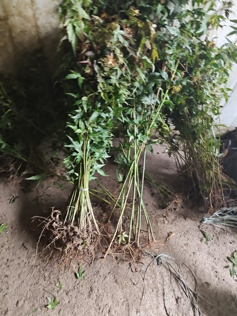 鸡爪槭鸡爪槭树苗鸡爪槭苗鸡爪槭小苗包邮发货！