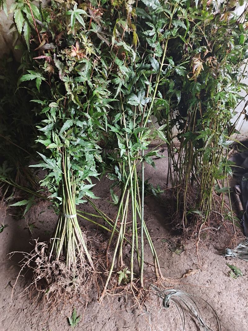 鸡爪槭鸡爪槭树苗鸡爪槭苗鸡爪槭小苗包邮发货！