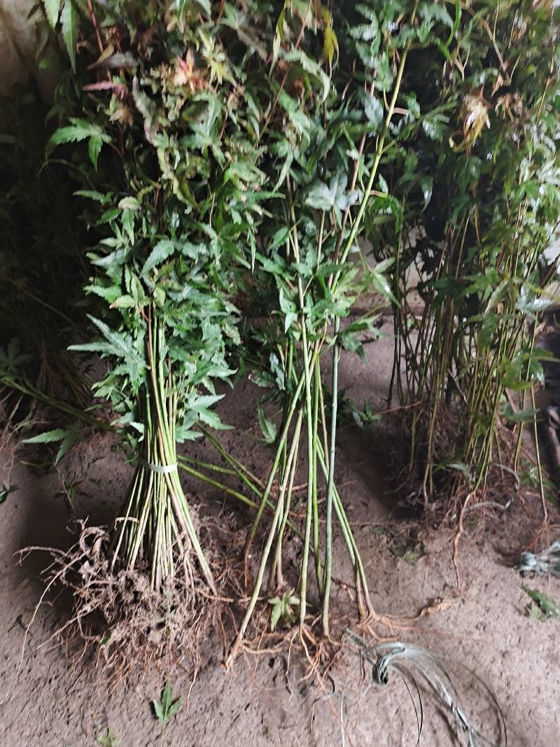 鸡爪槭鸡爪槭树苗鸡爪槭苗鸡爪槭小苗包邮发货！