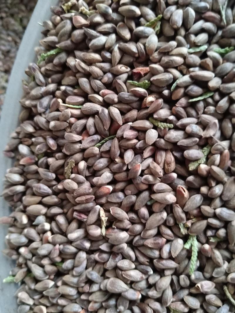侧柏种子松树种子新采柏树种子净籽籽粒饱满含粒率高