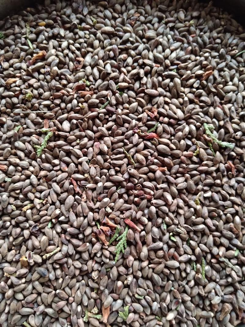 侧柏种子松树种子新采柏树种子净籽籽粒饱满含粒率高