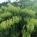 湘蕾金银花5号（金银花王嫁接苗）湘蕾金银花