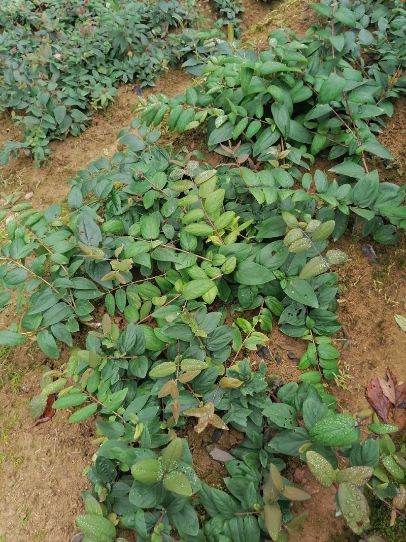 湘蕾金银花5号（金银花王嫁接苗）湘蕾金银花