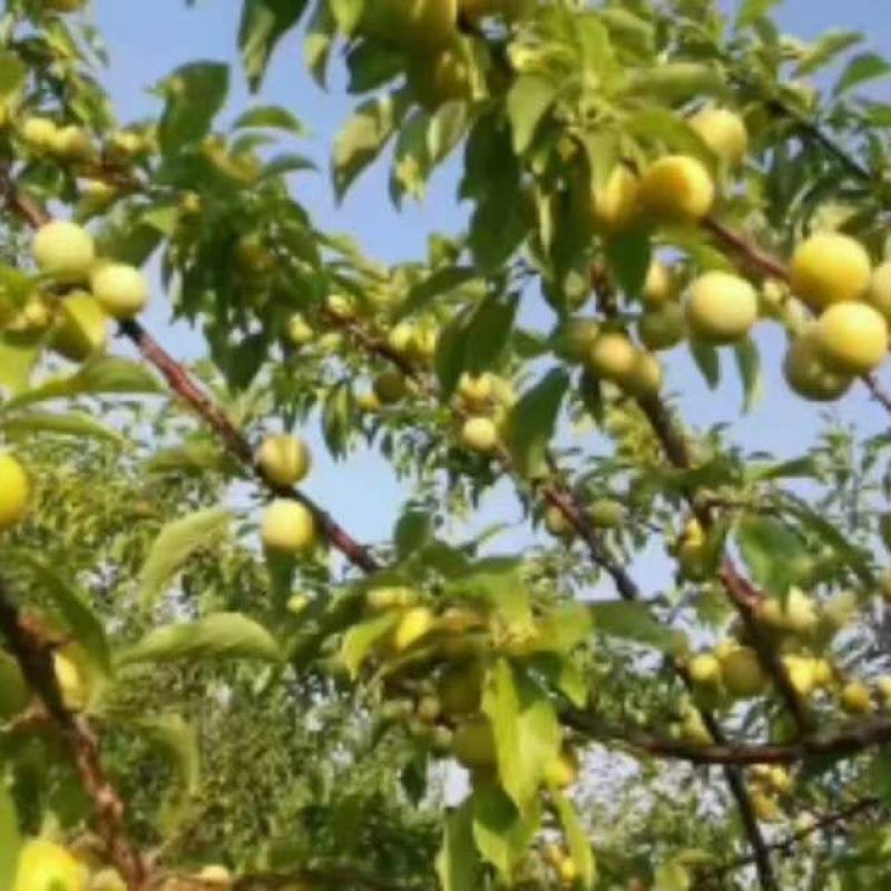 预售树苗：小绥河黄干核李子，龙丰苹果，大李梅，吉圣李子树