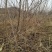 预售树苗：小绥河黄干核李子，龙丰苹果，大李梅，吉圣李子树