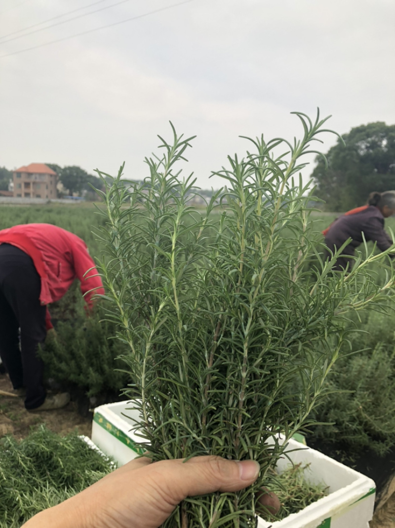 迷迭香可以食用的迷迭香，牛排的好搭档