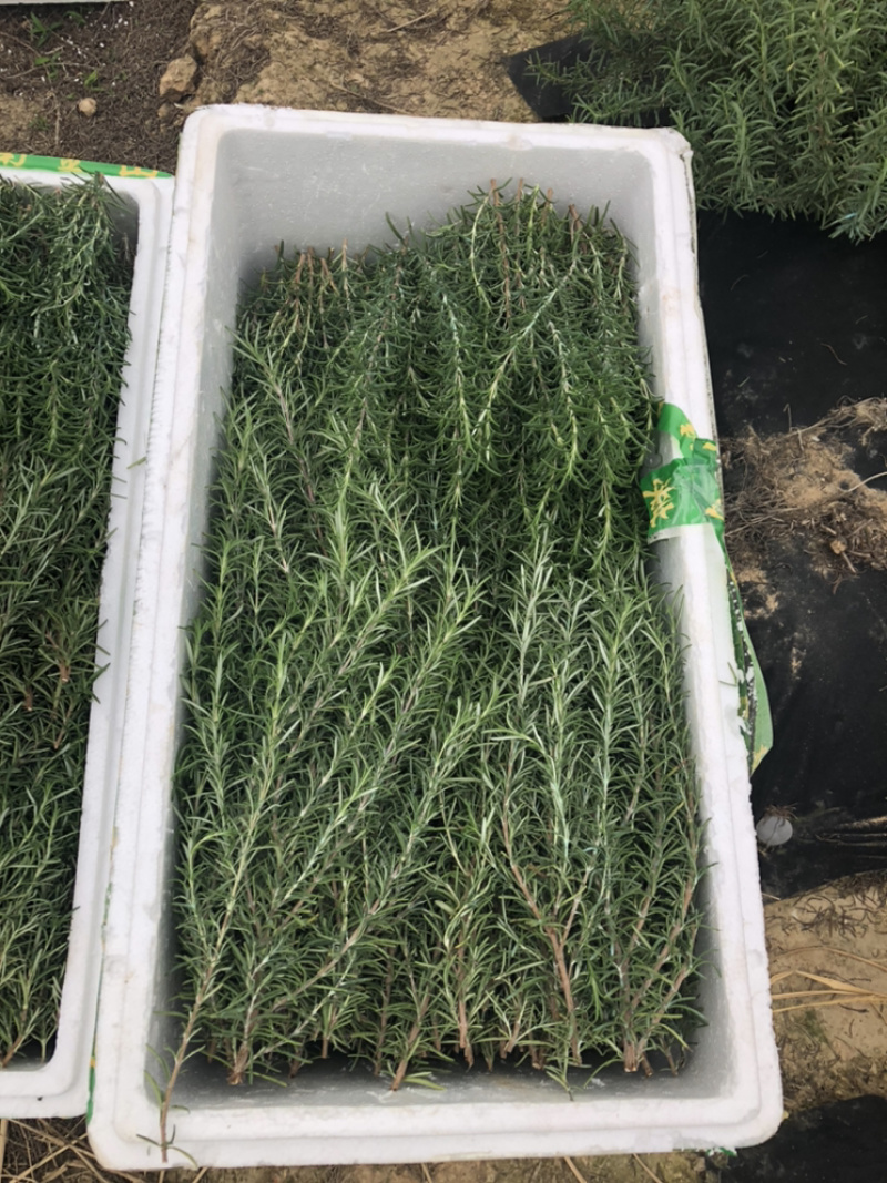 迷迭香可以食用的迷迭香，牛排的好搭档