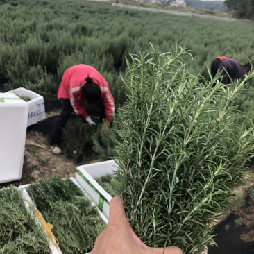 迷迭香可以食用的迷迭香，牛排的好搭档