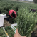 迷迭香可以食用的迷迭香，牛排的好搭档