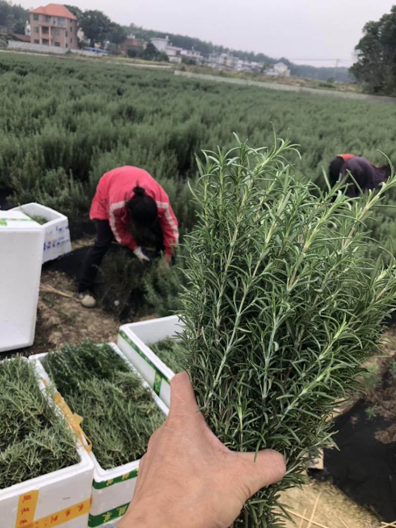 迷迭香可以食用的迷迭香，牛排的好搭档