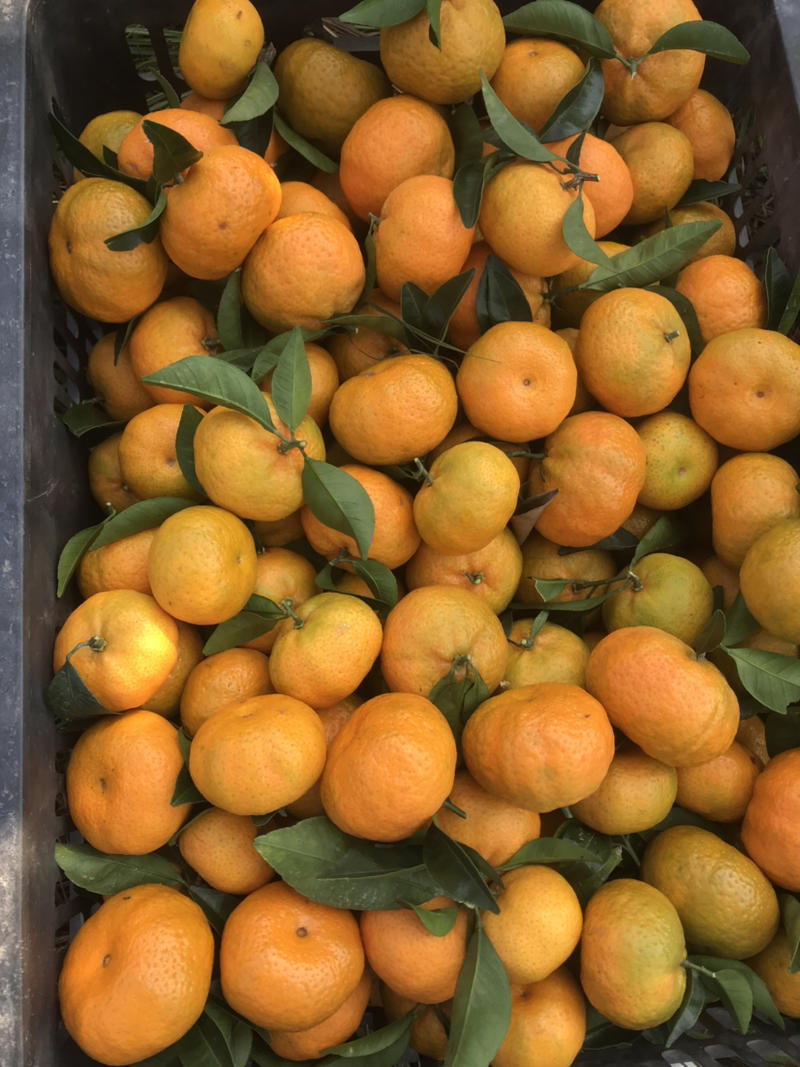 南丰蜜橘10月份上市！口感甜、果面干净今年量不多