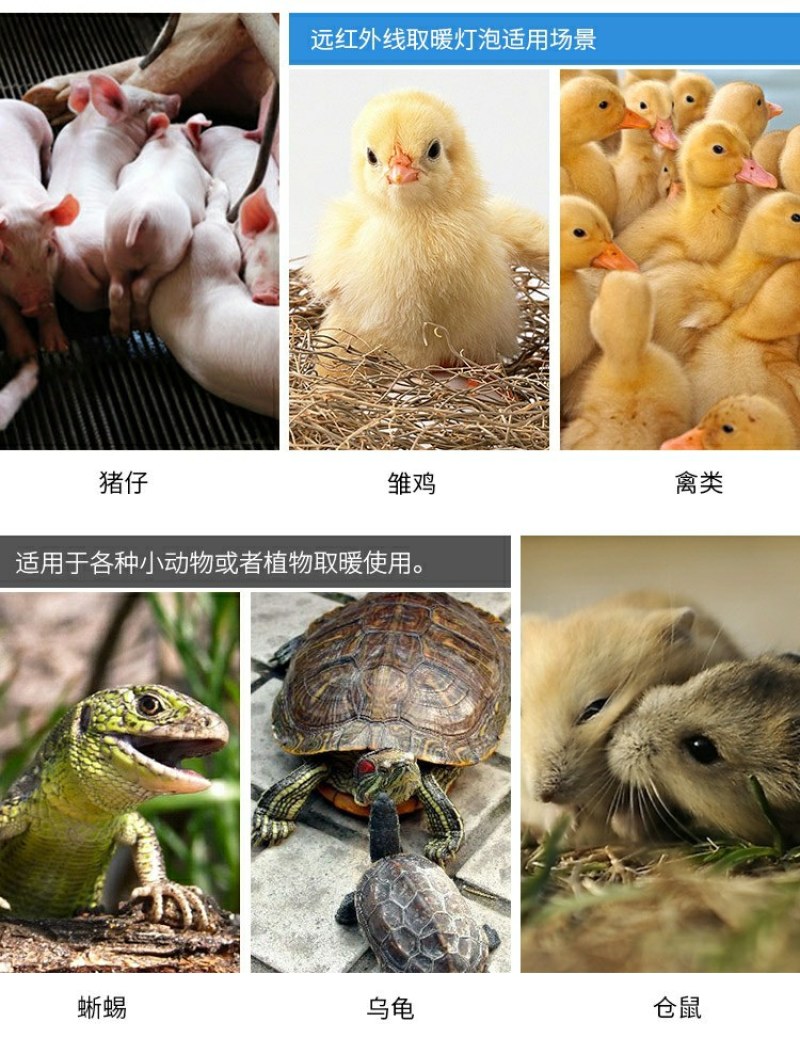 兽用保温灯养殖取暖节能红外线小鸡育雏鸡用加热烤灯猪用保暖