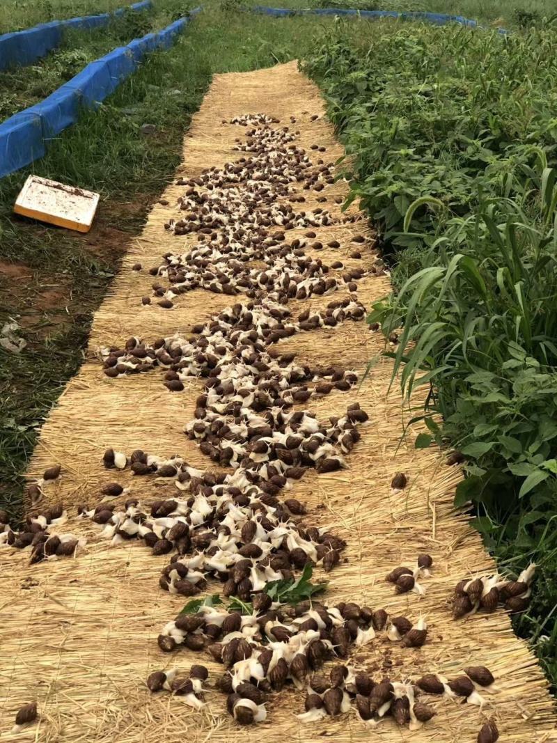 白玉蜗牛，商品蜗牛蜗牛肉