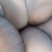黑平一号母种试管，广温品种