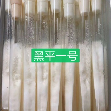 黑平一号母种试管，广温品种