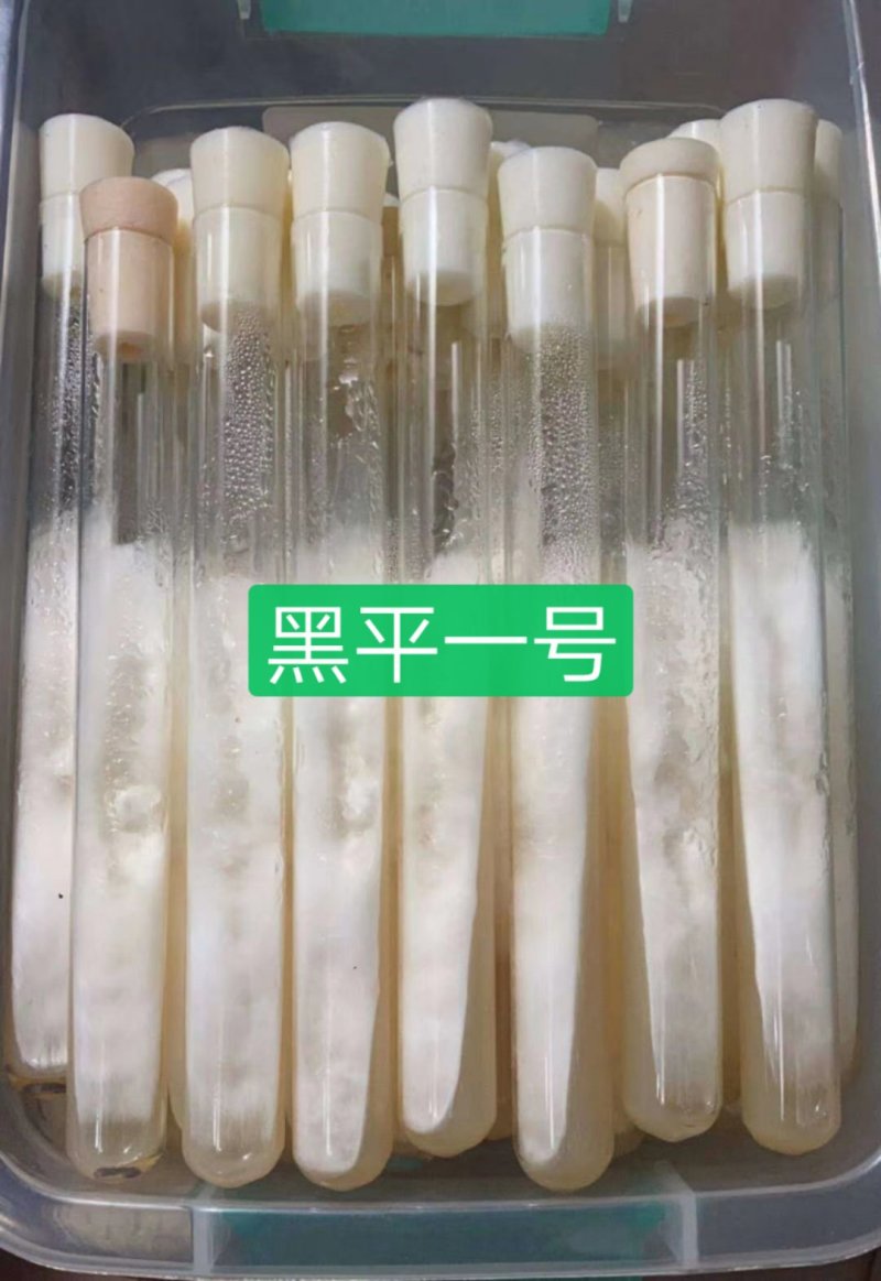 黑平一号母种试管，广温品种