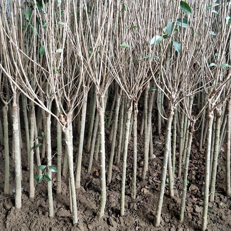 丁香苗包邮！丁香苗丁香花可以一亩田线上交易下单
