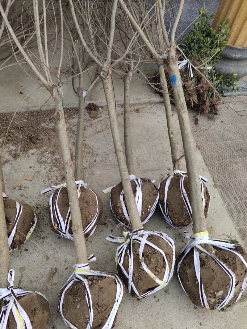 丁香苗包邮！丁香苗丁香花可以一亩田线上交易下单