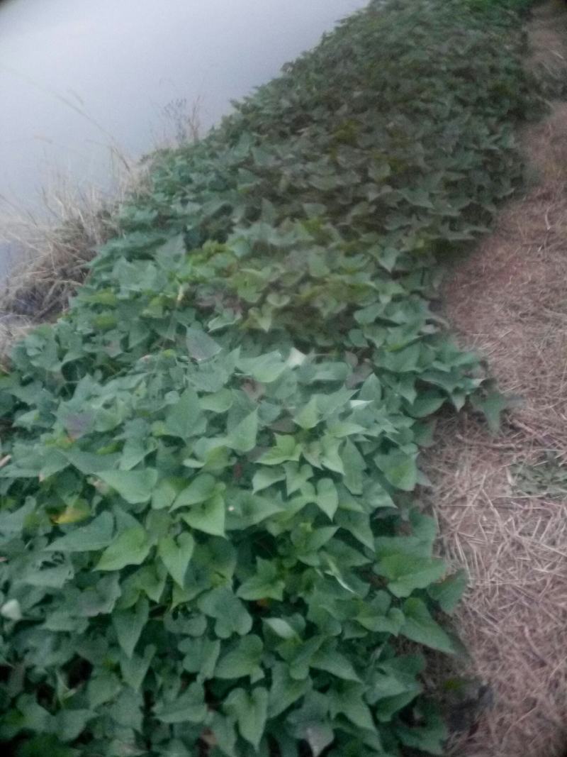 西瓜红红薯个大口感好