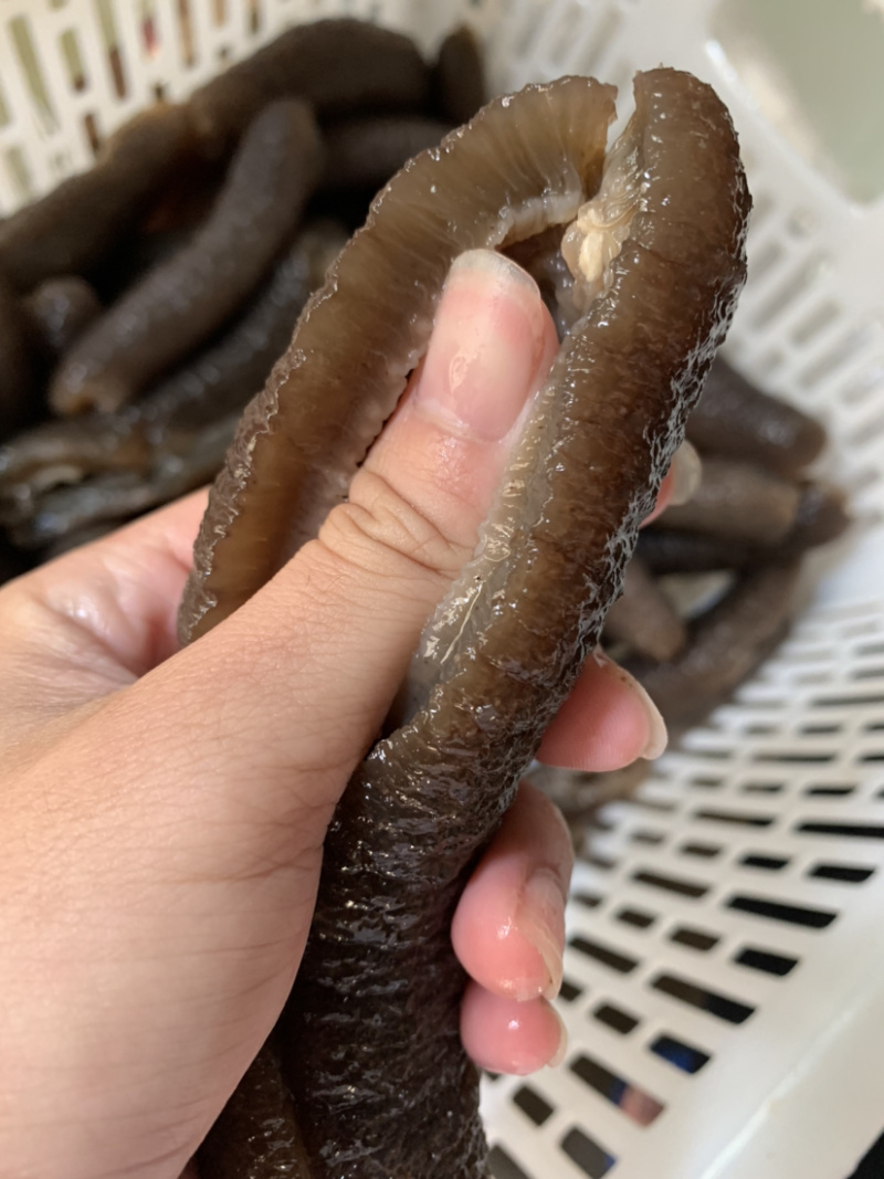 澳洲赤虫（淡干货，发量8倍以上，无烂，水发供应）