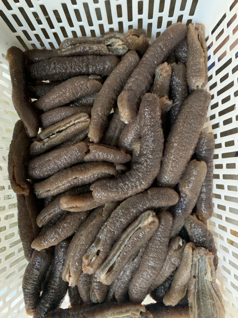 澳洲赤虫（淡干货，发量8倍以上，无烂，水发供应）