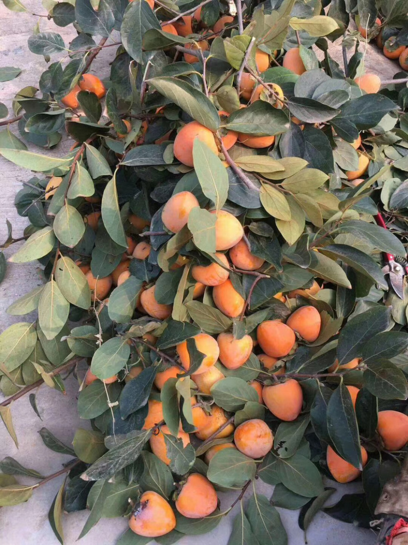 尖顶牛心柿开始有货，需要的客商联系了