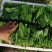 【菠菜】菏泽菠菜小叶菠菜对接食堂工厂电商货打捆装箱