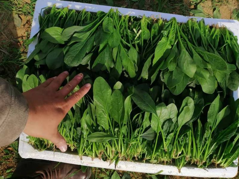 【菠菜】菏泽菠菜小叶菠菜对接食堂工厂电商货打捆装箱