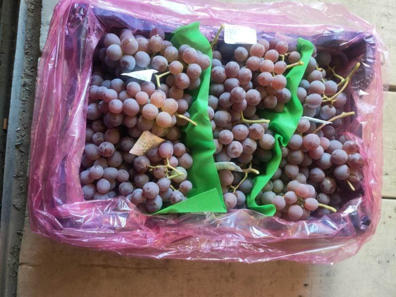 龙眼葡萄！河北省张家口市涿鹿县精品龙眼葡萄
