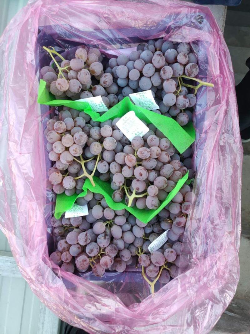 酿酒葡萄！河北省张家口市涿鹿县温泉屯镇精品龙眼葡萄