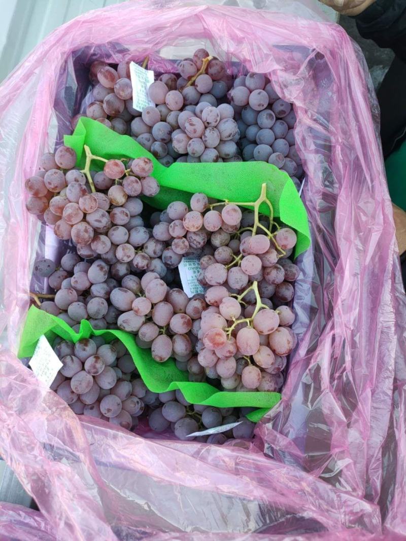 酿酒葡萄！河北省张家口市涿鹿县温泉屯镇精品龙眼葡萄